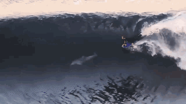 Surf With Dolphins GIF - Surf With Dolphins GIFs
