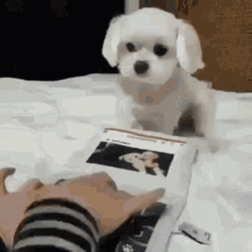 Dog Mad GIF - Dog Mad What You Say About Me GIFs