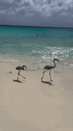 two flamingos are standing on the beach near the ocean