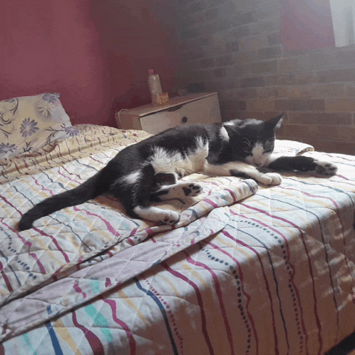 a black and white cat laying on a bed with a colorful blanket