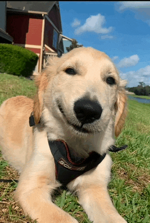 a dog wearing a black and red harness with the word sg on it