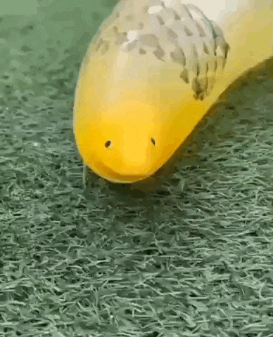 a yellow fish with black eyes is walking on a green surface .