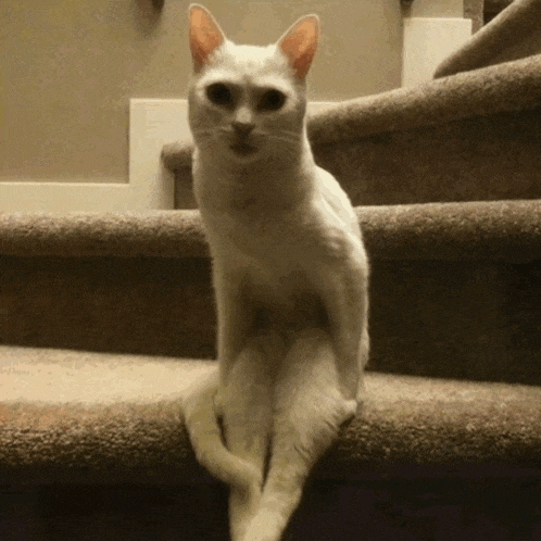 a white cat sits on a set of stairs looking at the camera