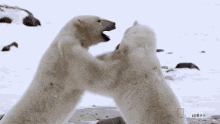 two polar bears are standing next to each other and kissing each other