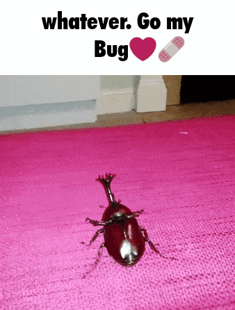 a picture of a bug on a pink rug with the words whatever go my bug