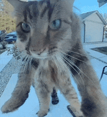 a cat with blue eyes is standing on a concrete surface