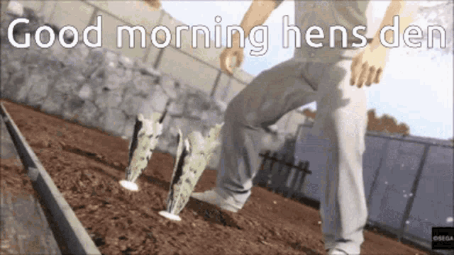 a man standing in a garden with the words " good morning hens dep "