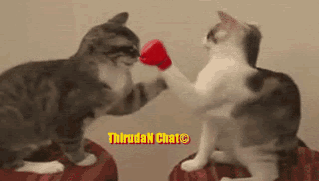 two cats wearing red boxing gloves are fighting each other in front of a sign that says thiruda chat