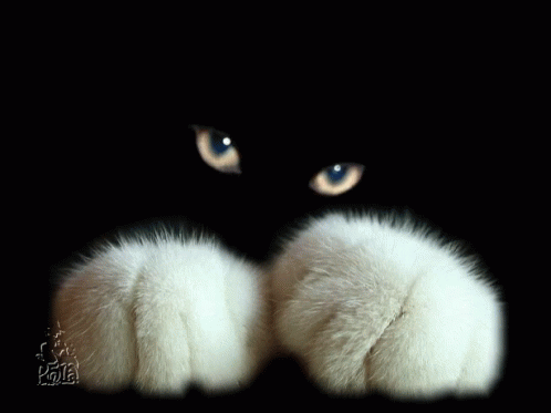 Cat Paws GIF - Cat Paws Blink GIFs
