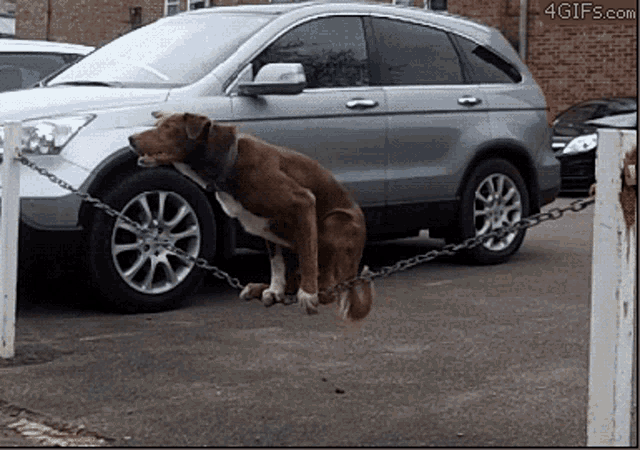 Dog Watch Me GIF - Dog Watch Me Look At Me GIFs