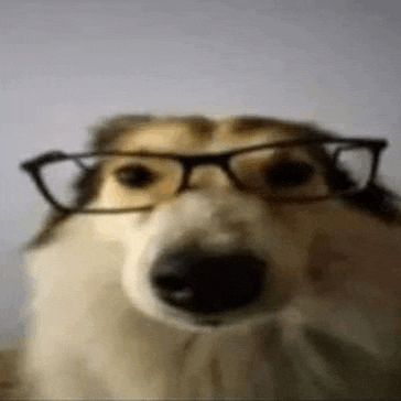 a close up of a collie wearing glasses .