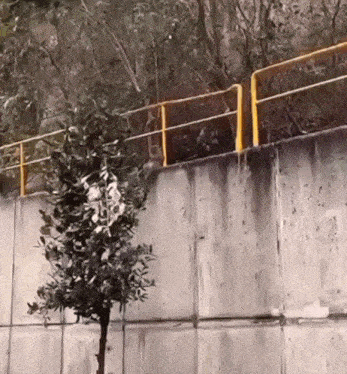 a concrete wall with a yellow railing and a tree in front of it