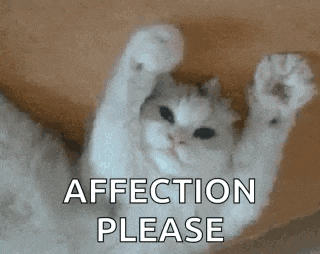 a white cat is laying on its back with its paws in the air and the words `` affection please '' .