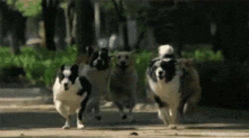 Lets Go Mom Laugh Hard GIF - Lets Go Mom Laugh Hard Dogs GIFs