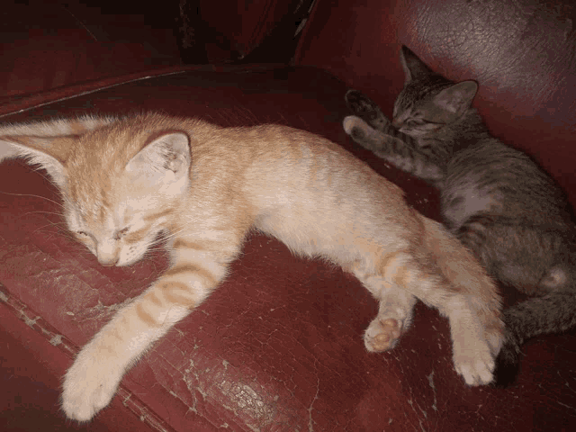 two kittens are laying on a red couch and one is sleeping