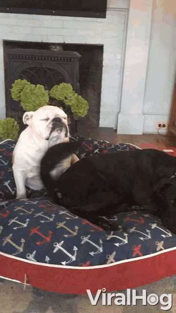 two dogs are laying on a dog bed with anchors on it and the word viralhog is on the bottom