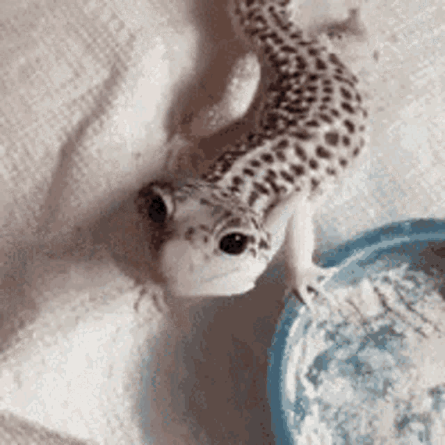 Lizard Gecko GIF - Lizard Gecko Big GIFs