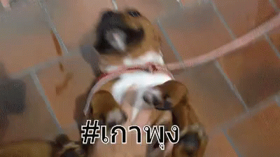 เกาพุง เกาท้อง น่ารัก หมา GIF - Scratch Belly Belly Scratch Dog GIFs
