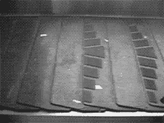 Airport Suitcase GIF - Airport Suitcase Bear GIFs