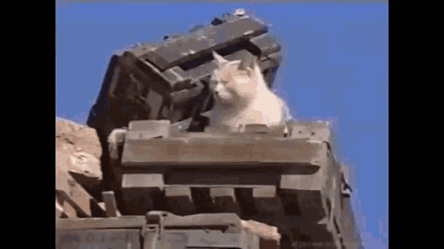 Soviet Cat Afghan GIF - Soviet Cat Soviet Cat GIFs