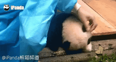滚滚，熊猫，饲养员，可爱 GIF - Cute Panda Gun Gun GIFs