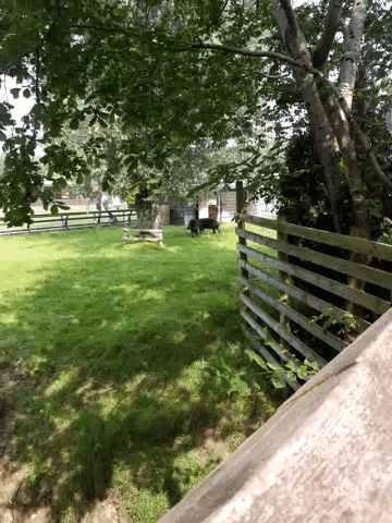 a wooden fence surrounds a grassy area with trees in the background