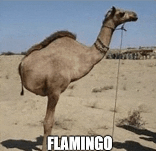a camel is tied to a rope in the desert and has flamingo written on it