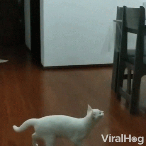 Jumping Viralhog GIF - Jumping Viralhog Cat GIFs