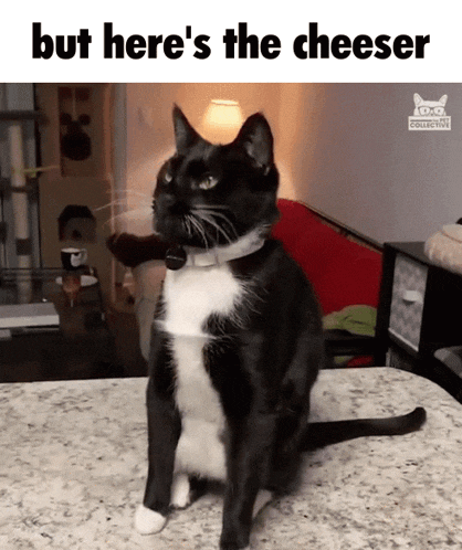 Cat Cheeser GIF - Cat Cheeser The Cheeser GIFs