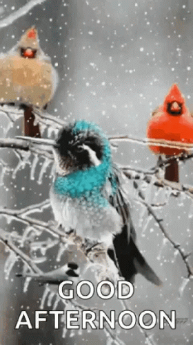 Good Afternoon Birds GIF - Good Afternoon Birds Snow GIFs