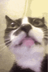 a close up of a black and white cat with its tongue hanging out .