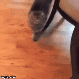 a cat is walking on a wooden floor next to a person .
