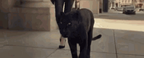 a woman is walking a black panther down a sidewalk .