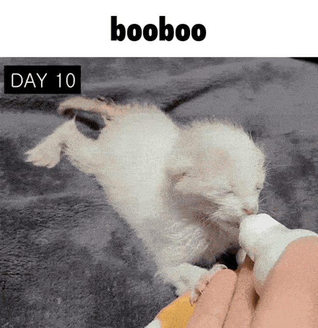 Kitten Booboo GIF - Kitten Booboo Milk GIFs