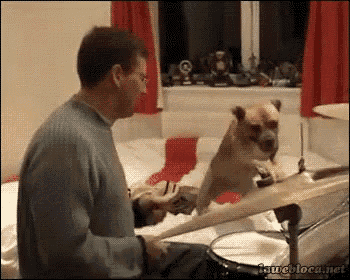 a man is playing drums while a dog sits on a drum