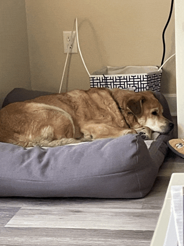a dog is laying in a dog bed next to a basket