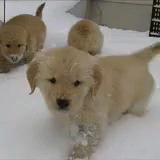 Snowy Pup GIF - Snow Snowing Winter GIFs
