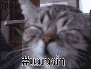 แมวขำ แมวหัวเราะ GIF - Laughing Cat Cat Laughs GIFs