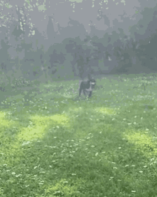 a black and white dog is running in a field of grass .