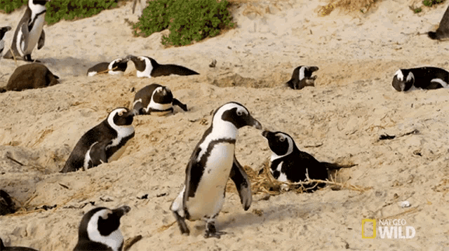 Im Leaving World Penguin Day GIF - Im Leaving World Penguin Day South Africa GIFs