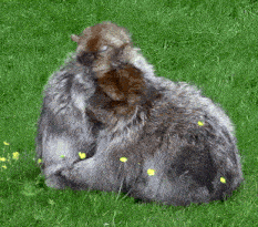 a furry animal laying in the grass with yellow flowers in the background