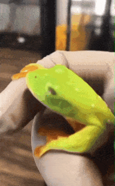 a person is holding a green frog with an orange tail