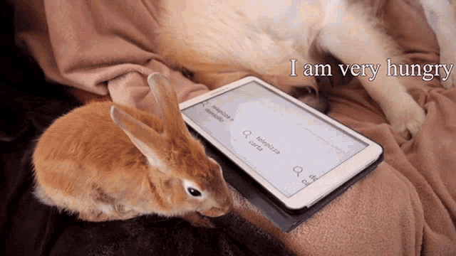 I Am Very Hungry Hungry GIF - I Am Very Hungry Hungry I Want To Eat GIFs