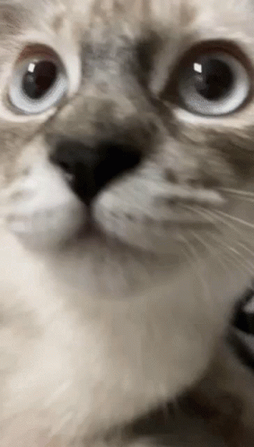 Toby Toby Cat GIF - Toby Toby Cat Toby Meow GIFs