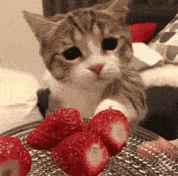 a cat is eating strawberries from a plate