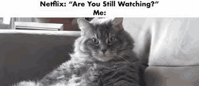 a cat is sitting on a couch with a caption that says `` netflix : are you still watching ? ''