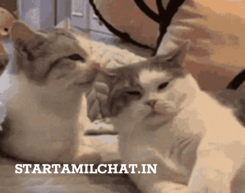 two cats are looking at each other with the words starttamilchat.in behind them