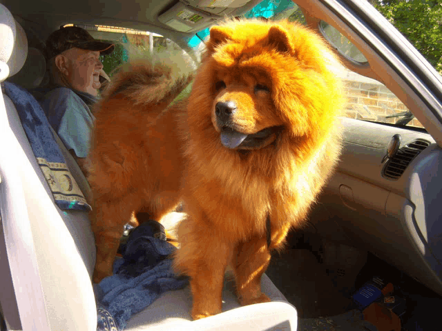 a chow chow dog is sitting in the back seat of a vehicle