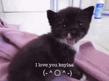 a black and white kitten laying on a purple blanket with the words i love you keylaa below it