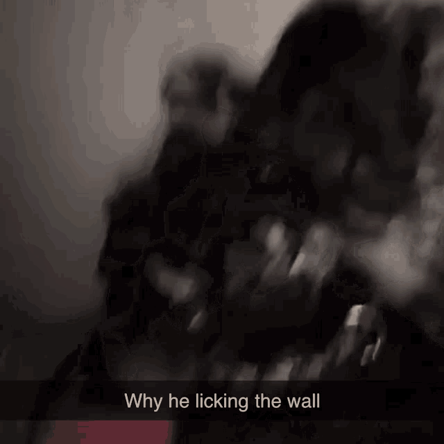 why he licking the wall is written on a blurry photo